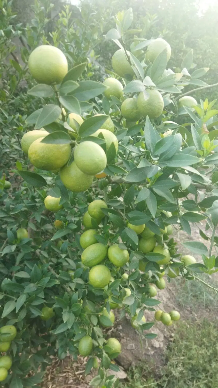 فروش باغ گچساران کلاغ نشین