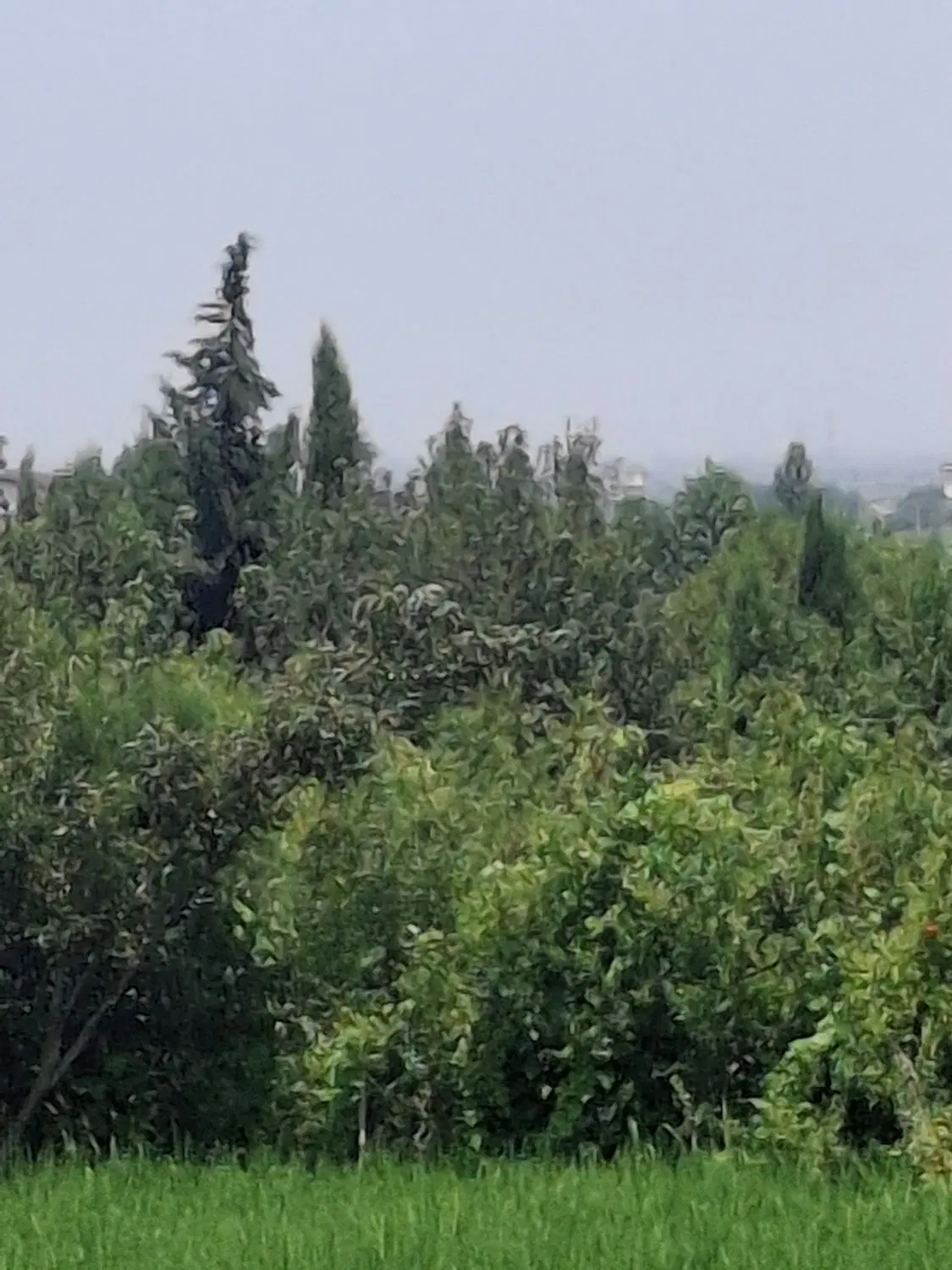 باغ فروشی