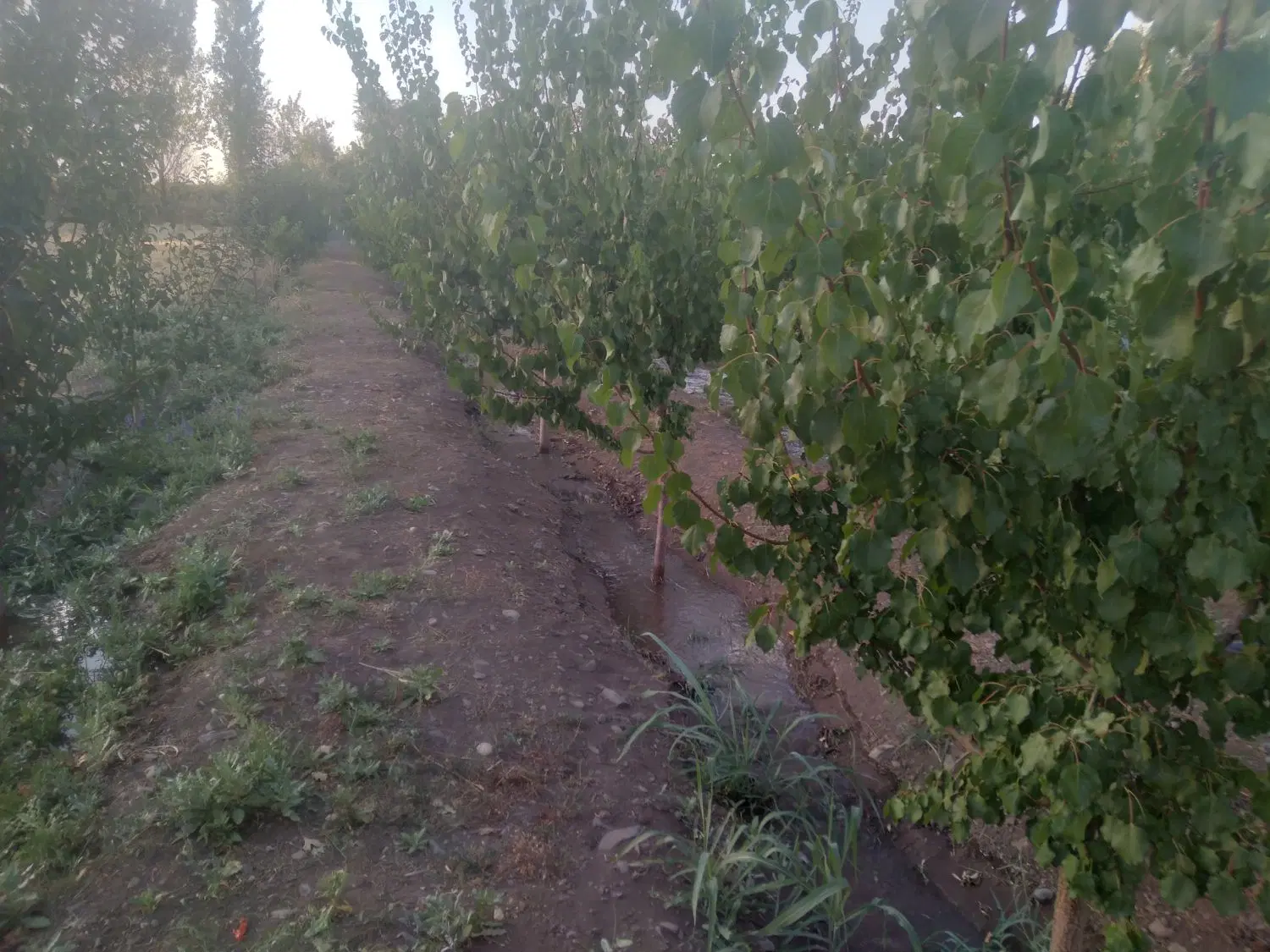 باغ در روستای ینگیجه ۲۰ کیلومتری زنجان