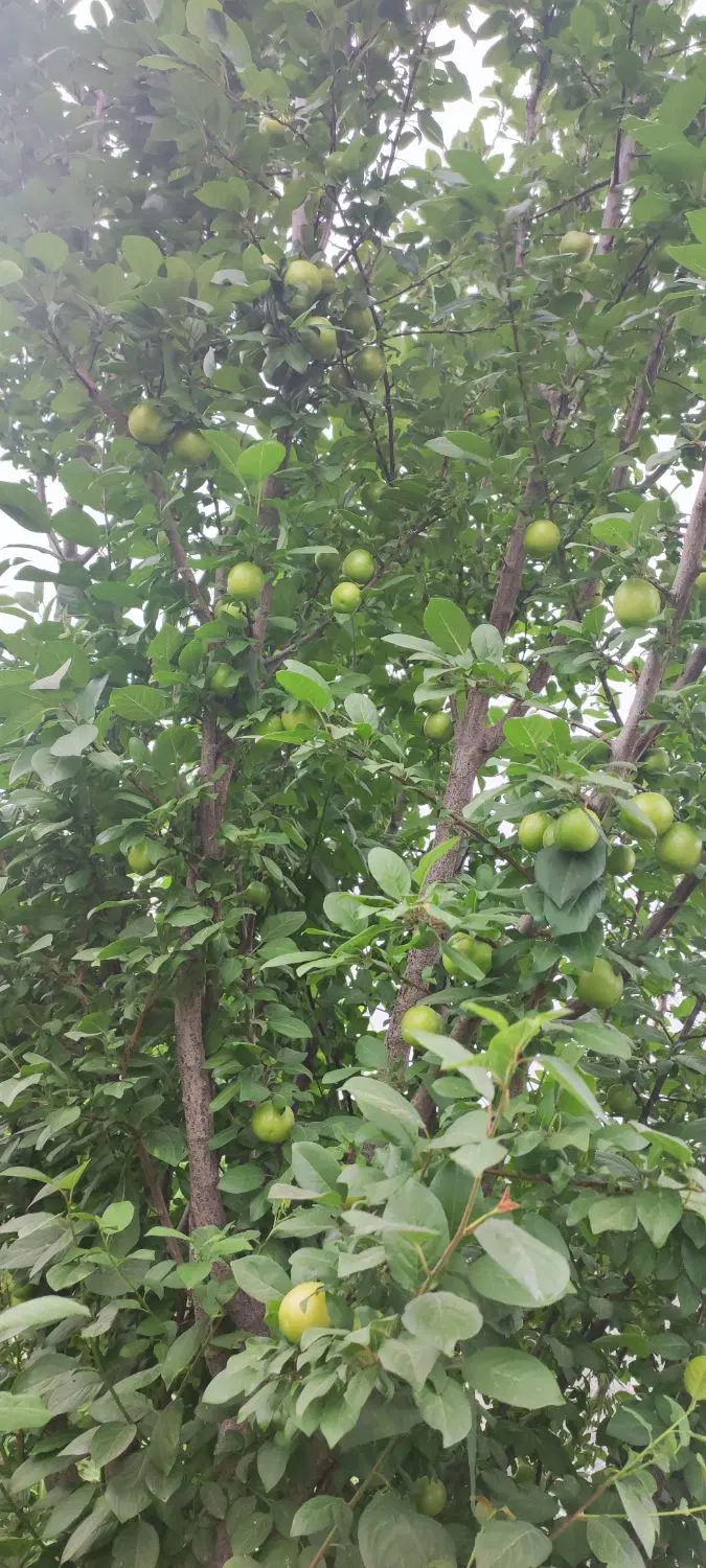 باغچه فروشی در وهن اباد