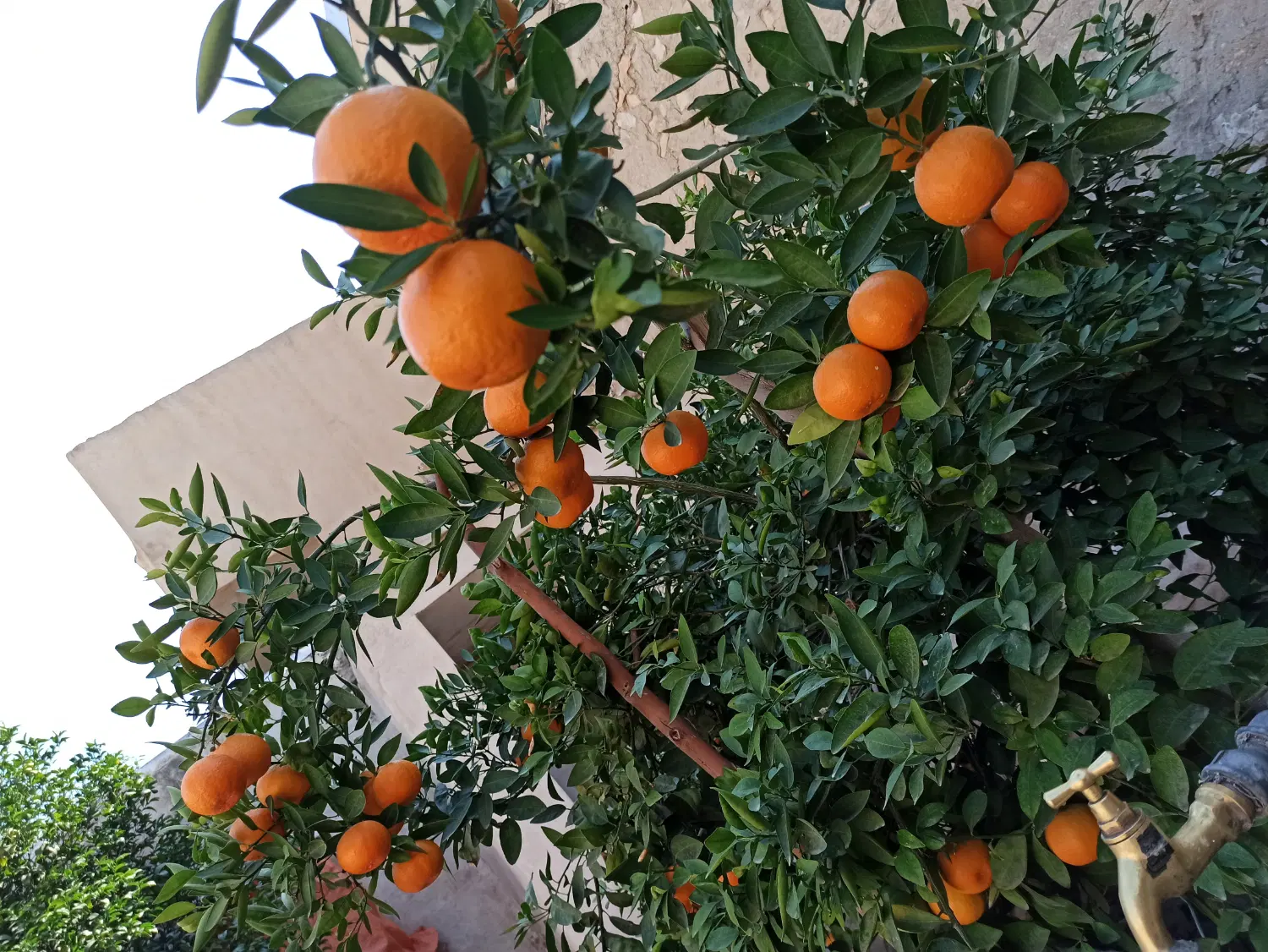 یک باب منزل ویلایی روبروی پارک سلمان