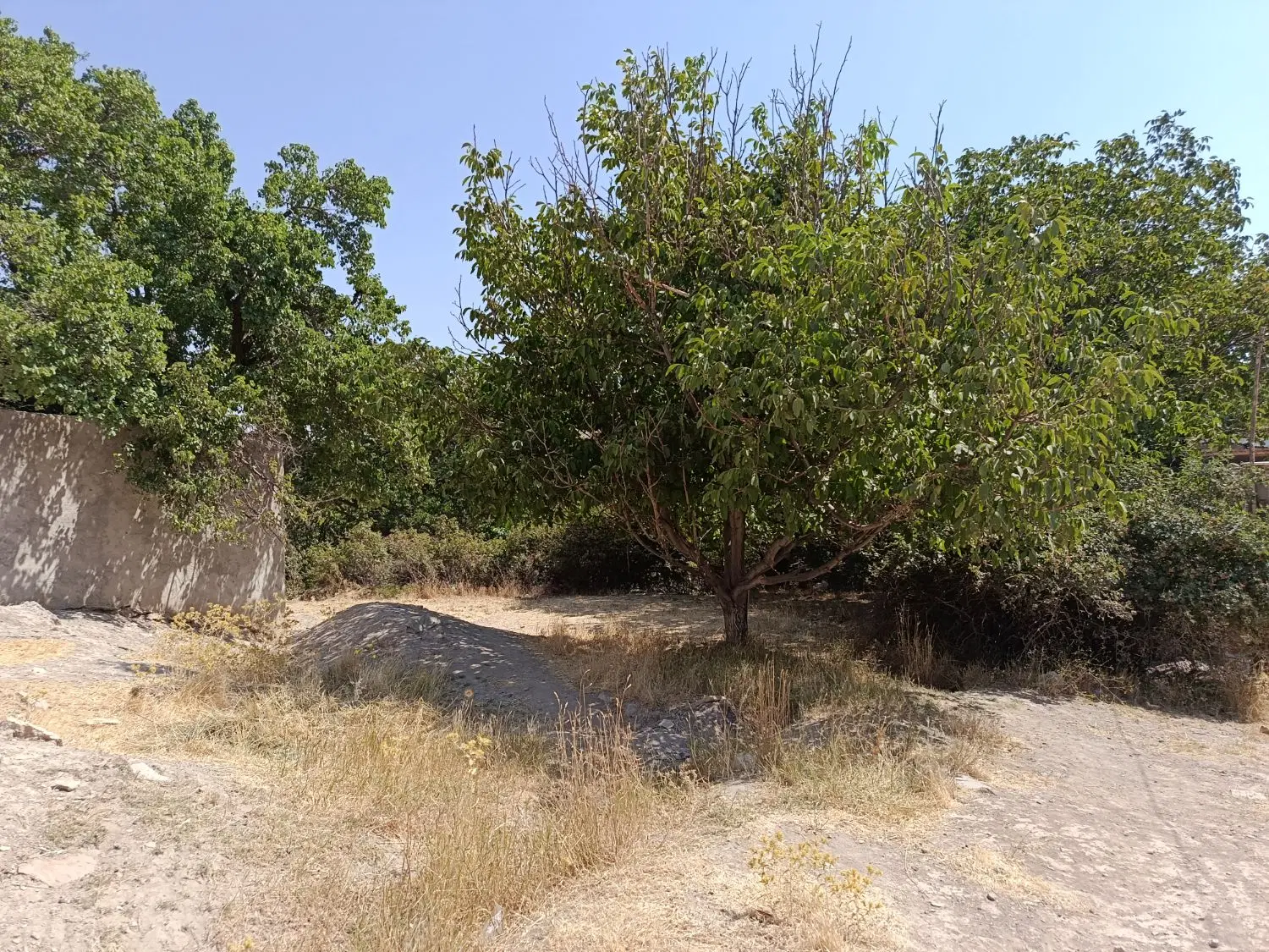 زمین