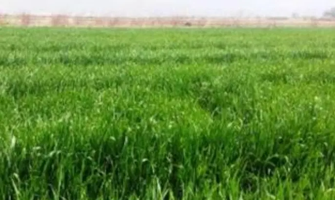 زمین کشاورزی انگالی