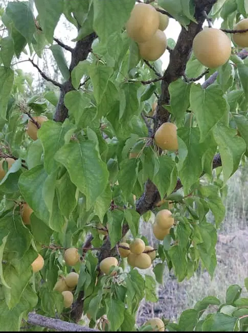 قطعه باغ ۵۰۰ متری در سپیدان هماشهر