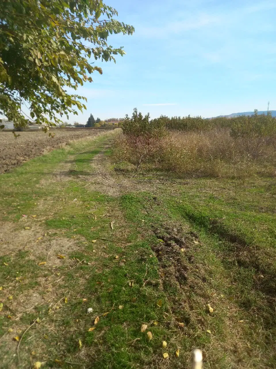 زمین کشاورزی