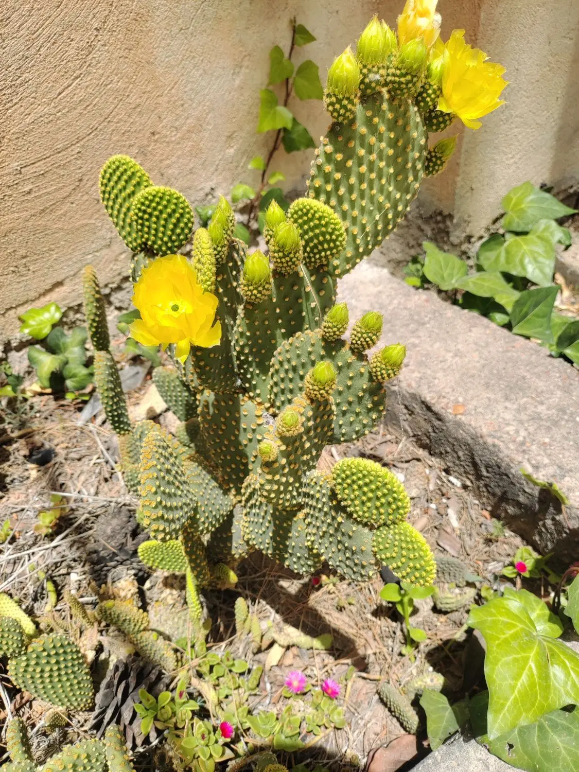 باغ لوکس