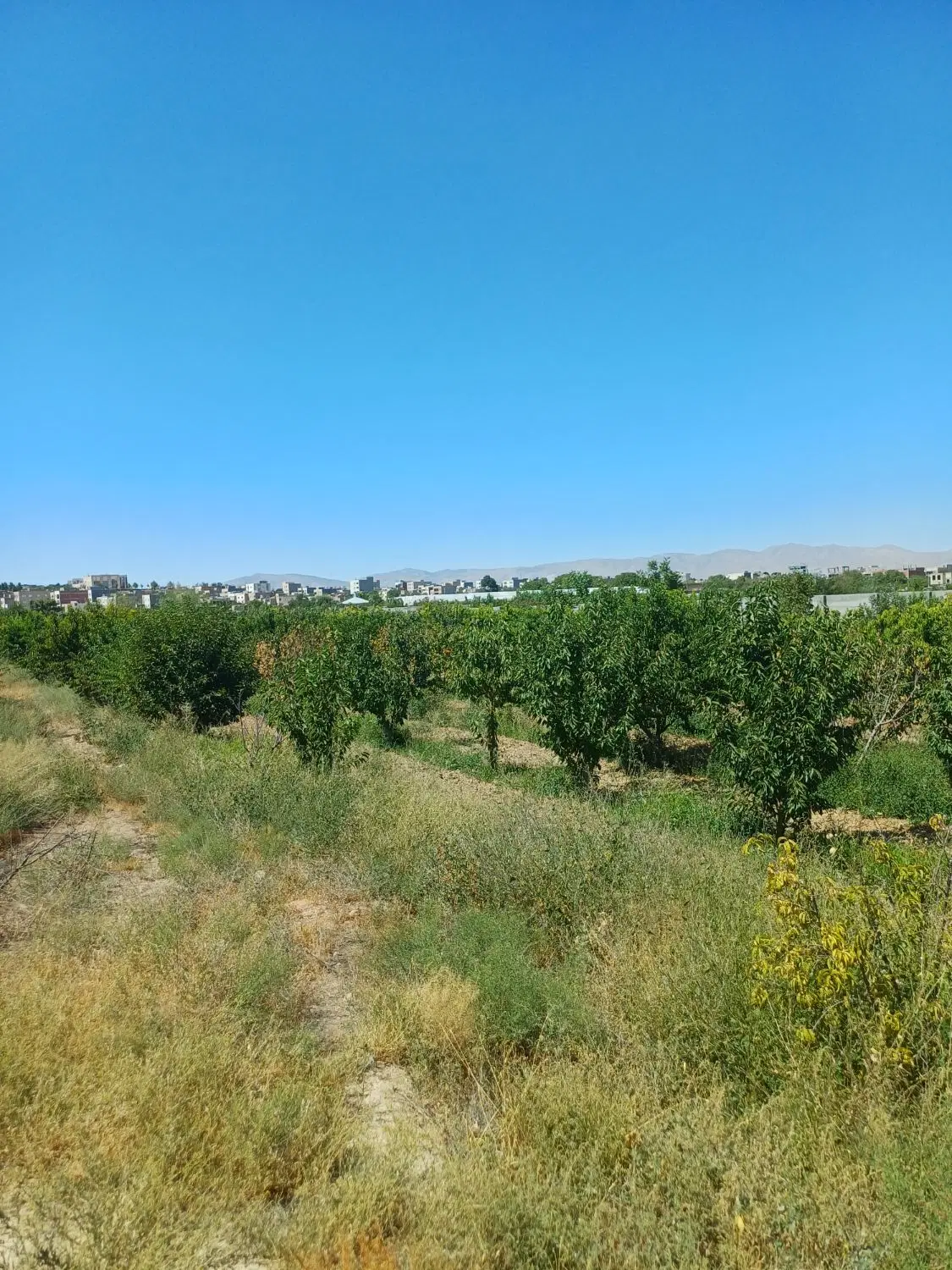 باغ فروشی