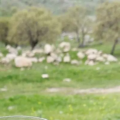 زمین کشاورزی مختار