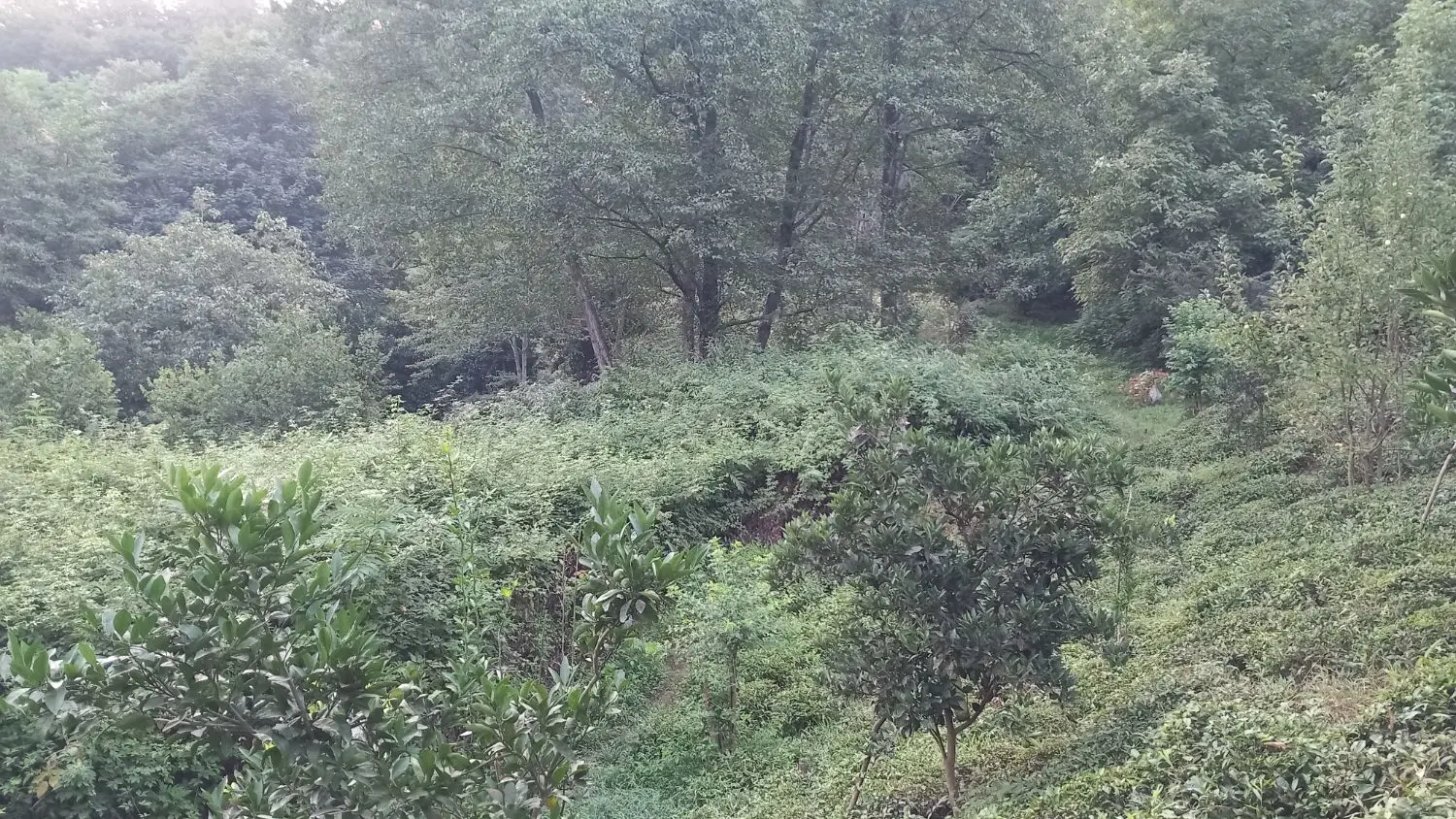 باغ چای