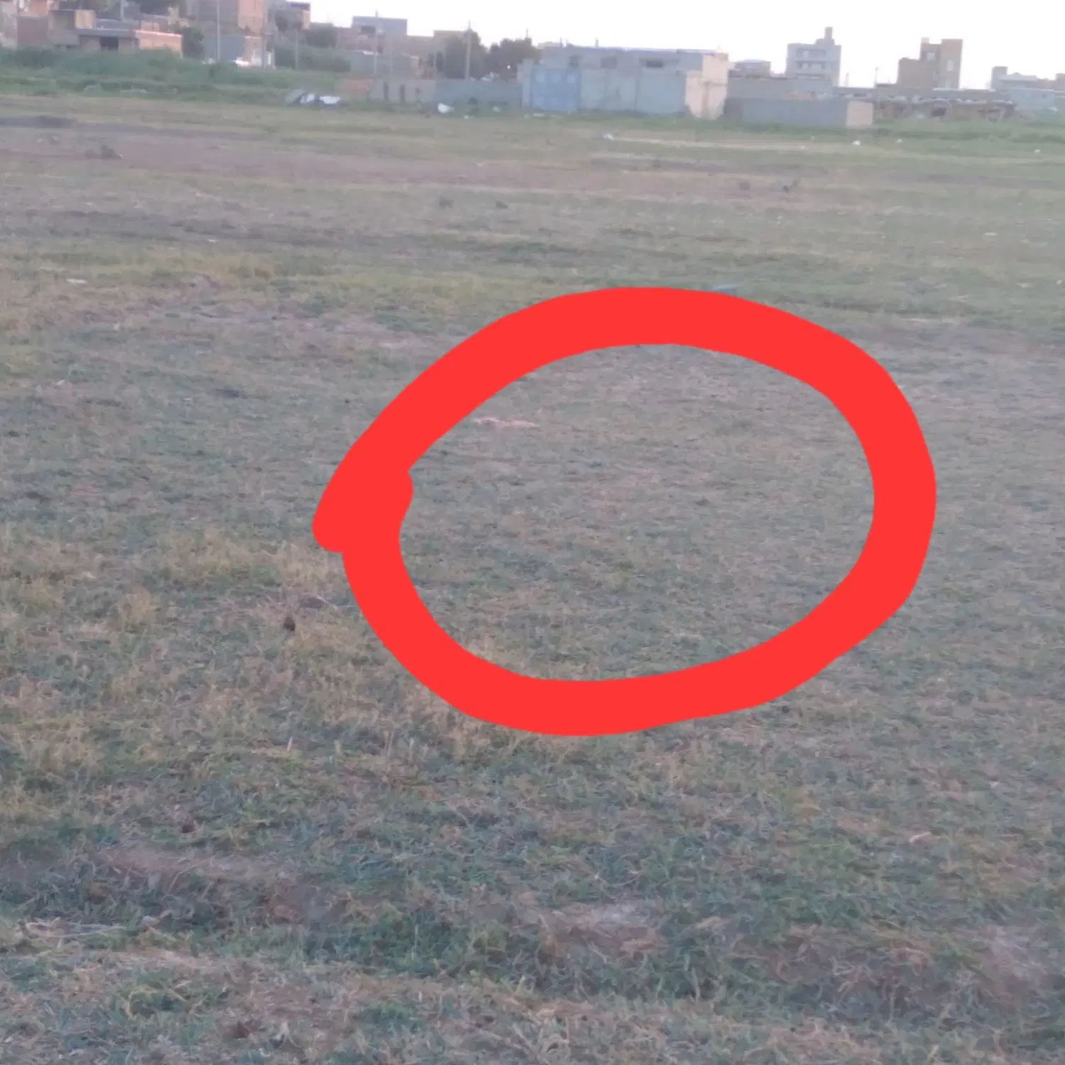 زمین وکلنگی
