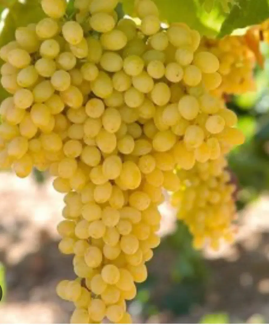 باغ ویلا میرشمارلو