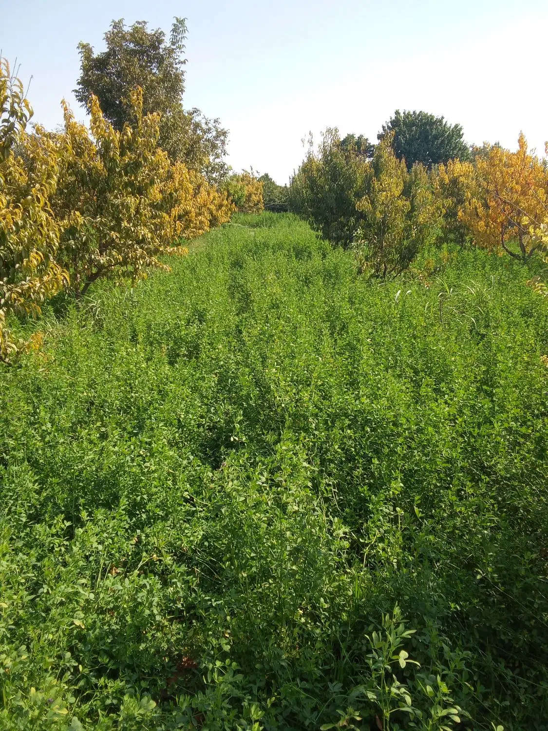 زمین کشاورزی به متراژ ۵۰۰متر