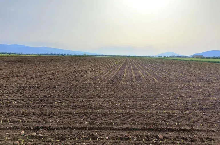 زمین کشاورزی با آب