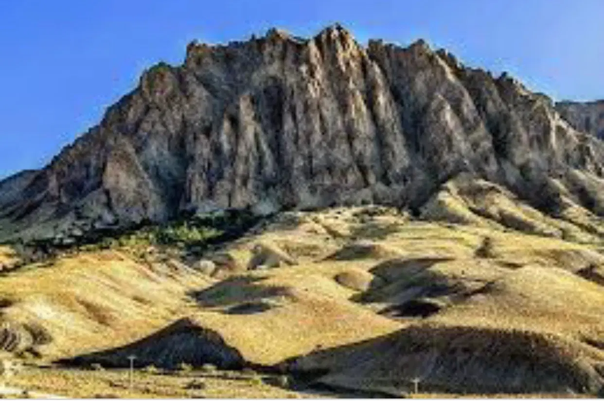 باغ فروشی