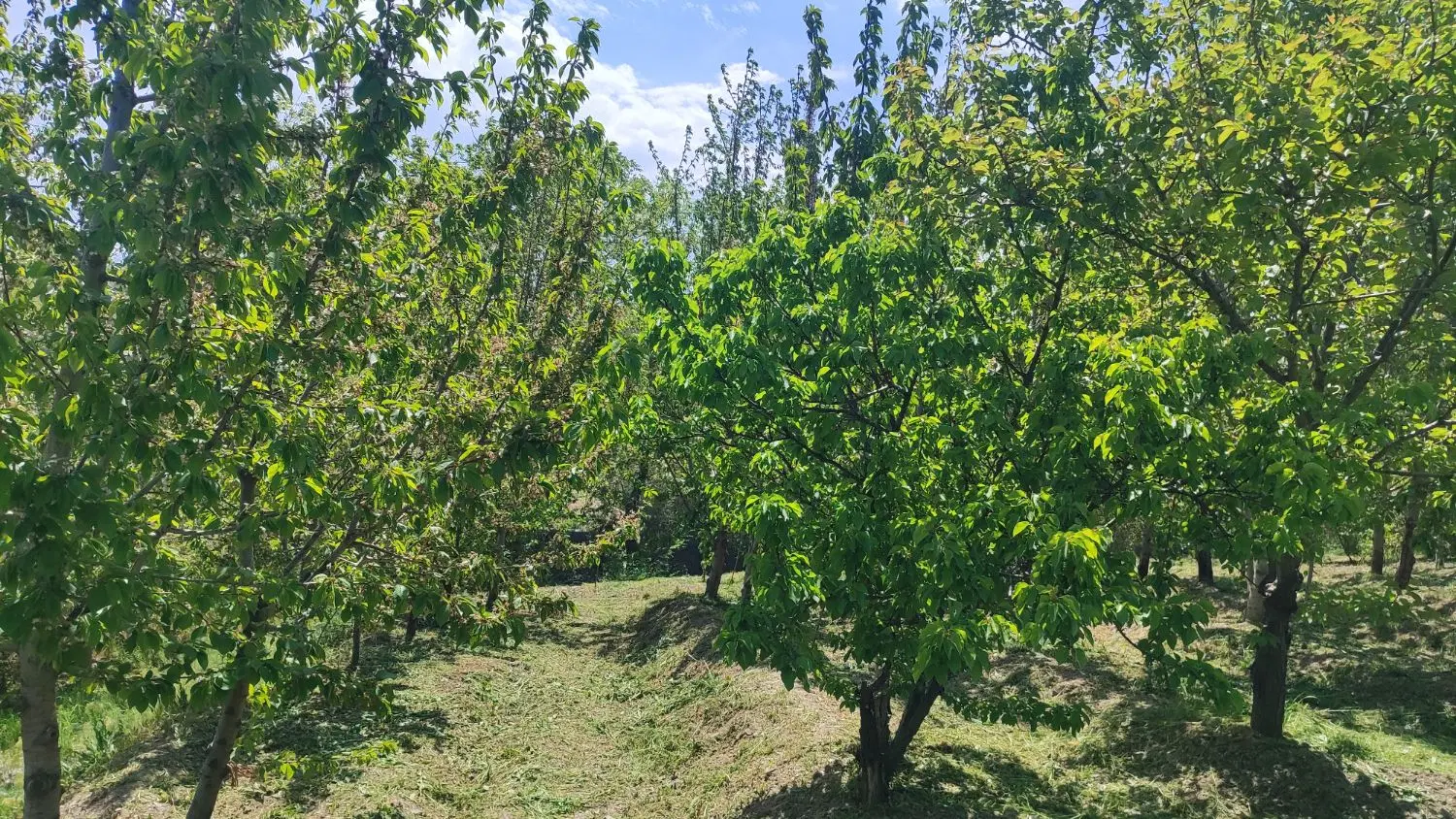 زمین کشاورزی گلمکان (اسجیل)