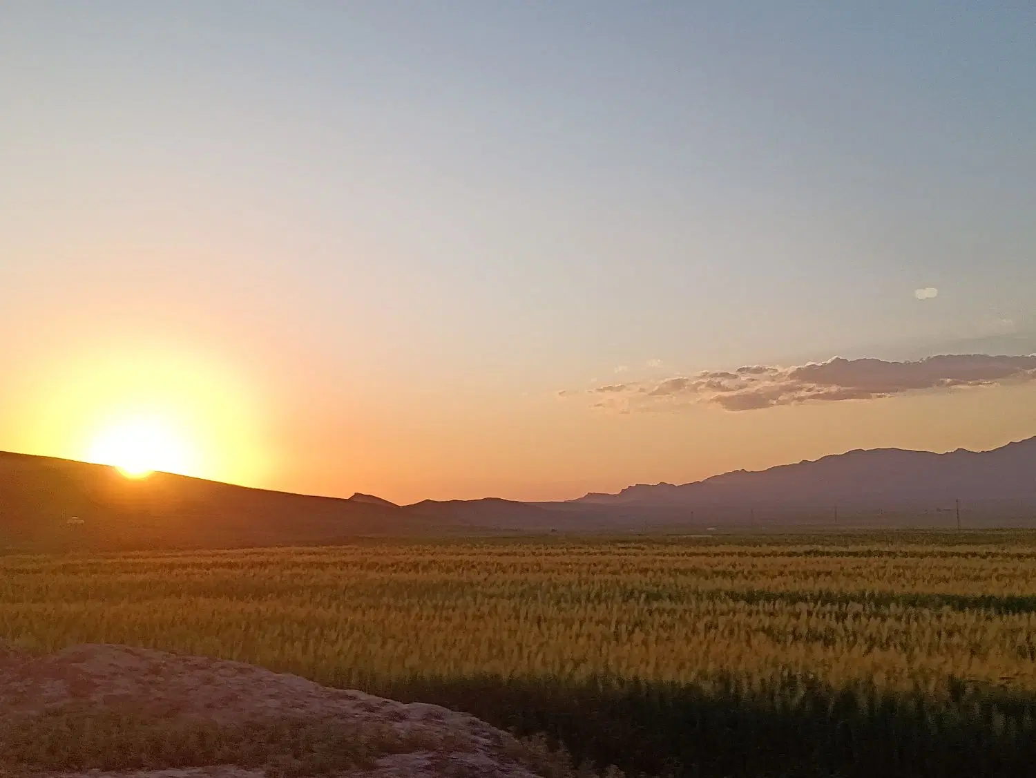 دامداری