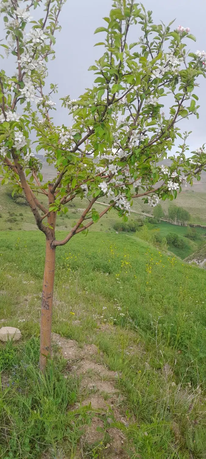 زمین‌ویلایی‌دردویجان