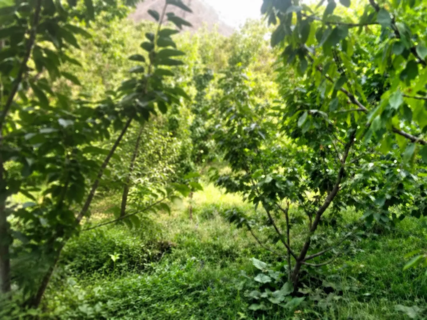 باغ میوه