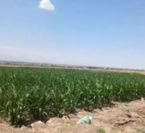 زمین کشاورزی در اراضی بیلند