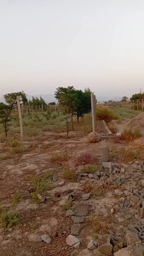 باغ قواره بندی شده