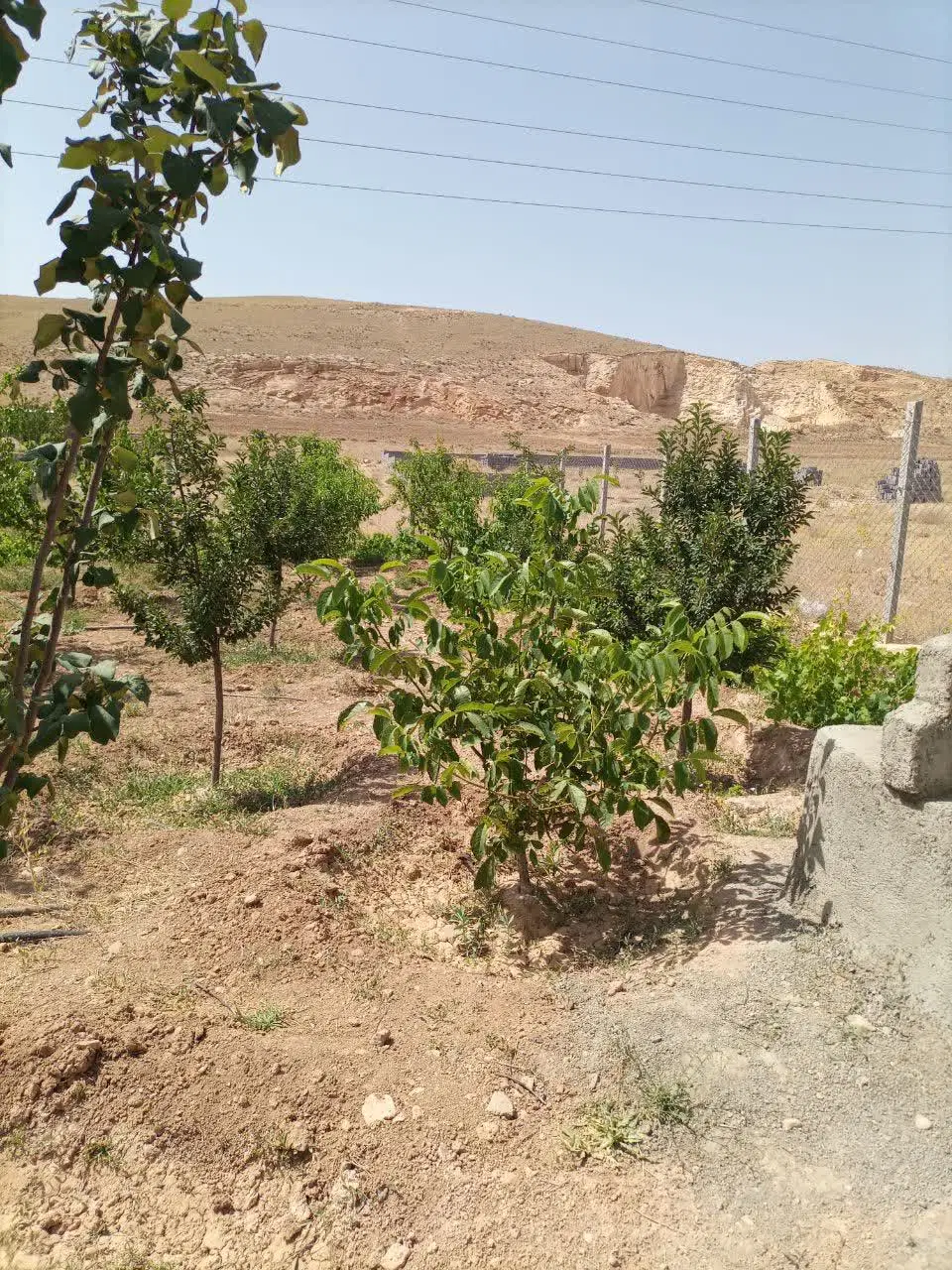فروش باغ