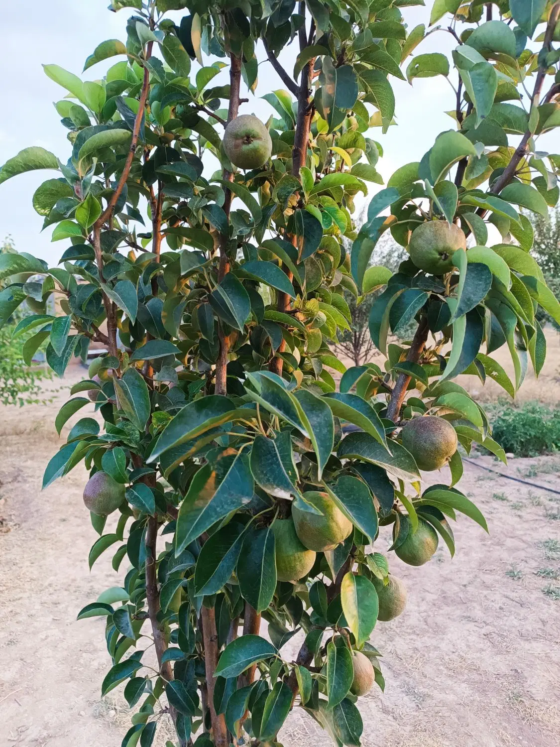 باغشهر ساوالان