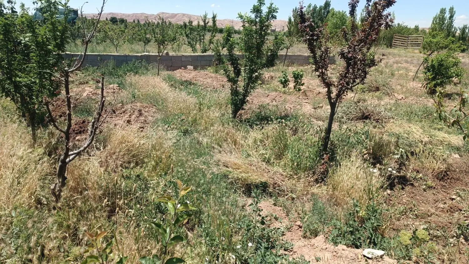 زمین باغی