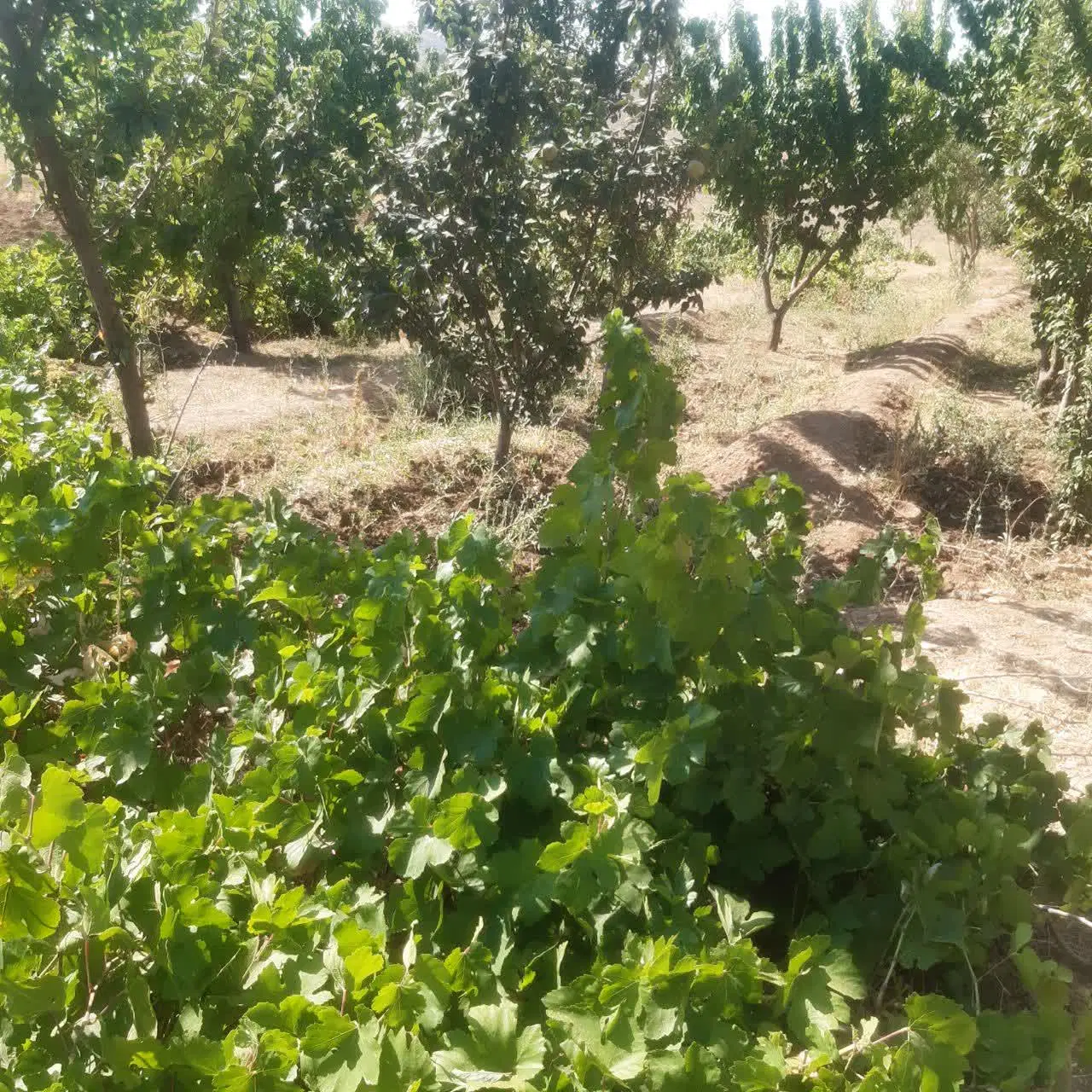 مزرعه (باغ میوه گردو بادام )