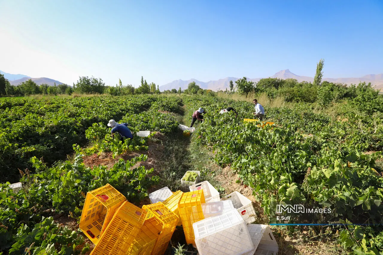 باغ انگور در روستا آبرومند