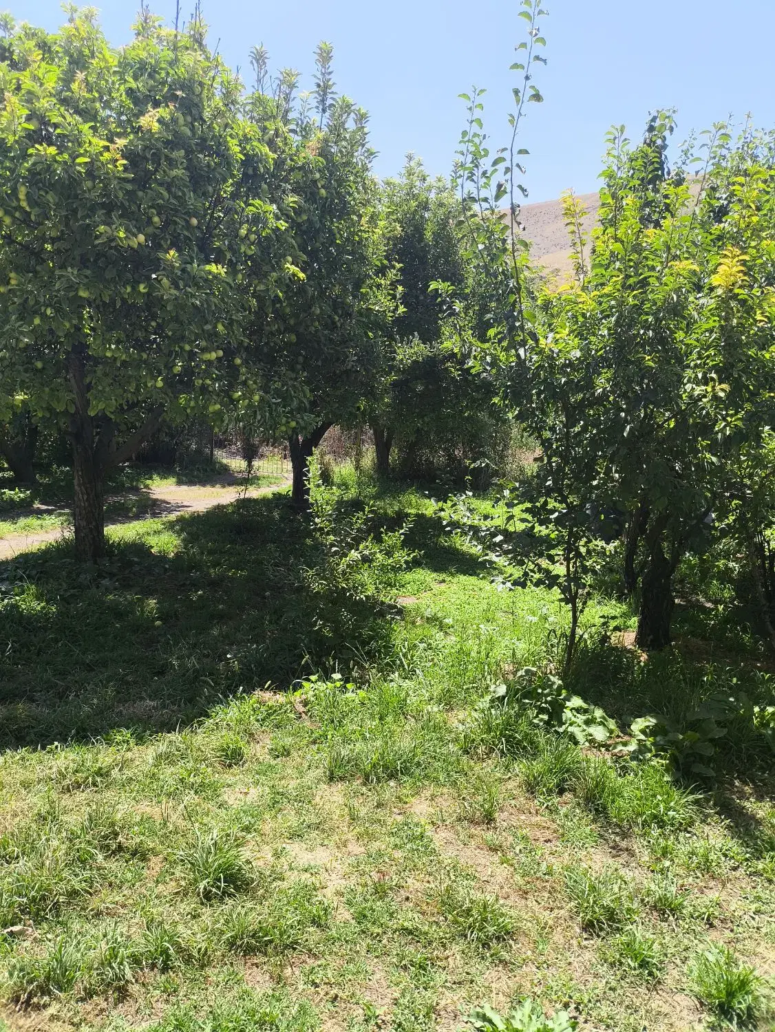 ویلا اجاره ای گلدشت(فقط خانواده)