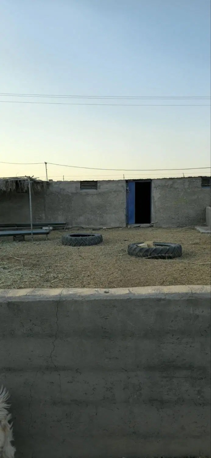 دامداری صنعتی با مجوز بهره برداری