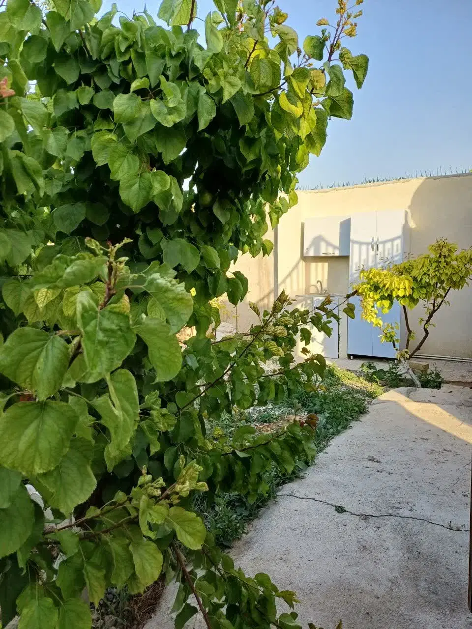 باغچه ۵۰۰ متری چهار دیواری
