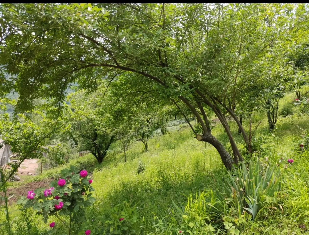 زمین در شمال