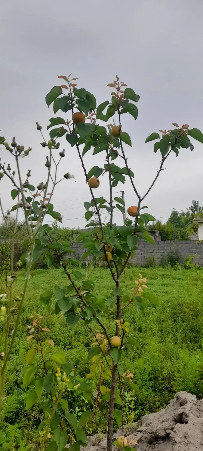 زمین با دسترسی فراوان به آب