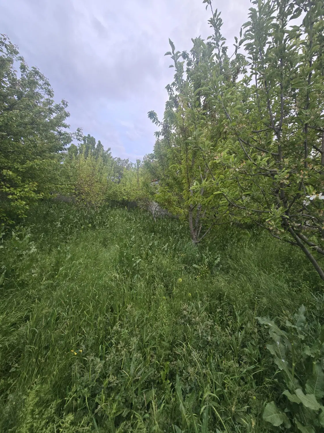 باغ ۷۲۰ متری در کندرود