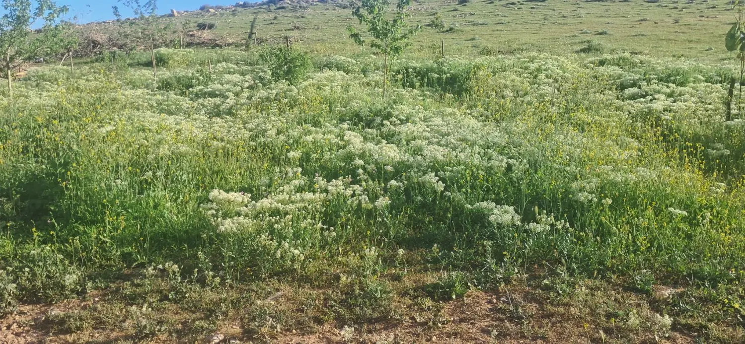زمین تجاری مسکونی