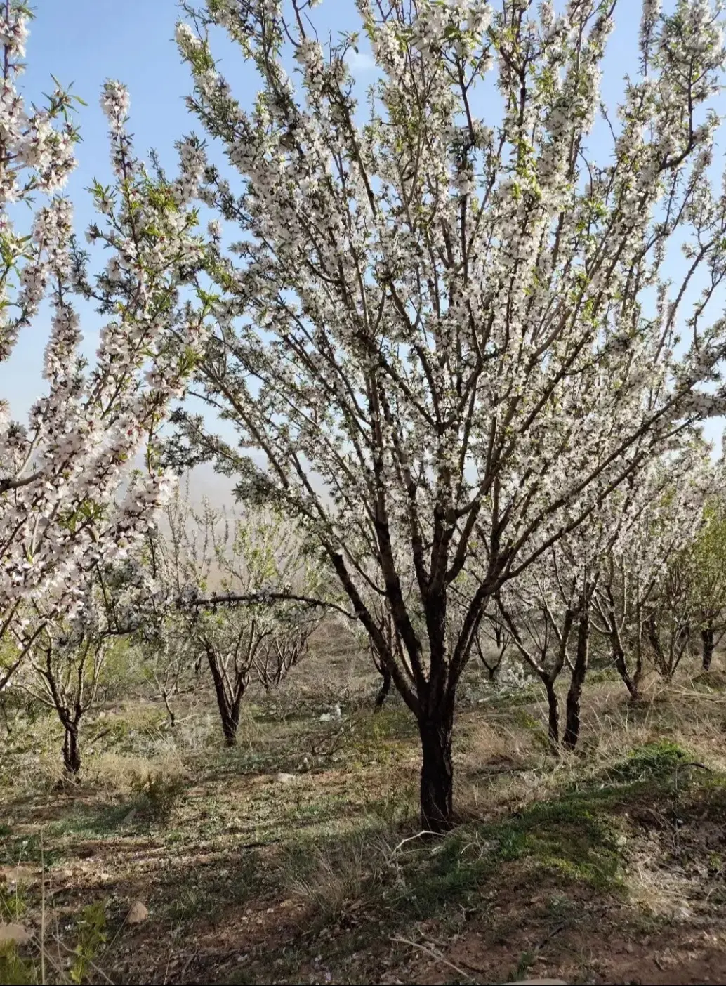 قطعه باغ ۲۰۰۰متری دارای مجوز ساخت
