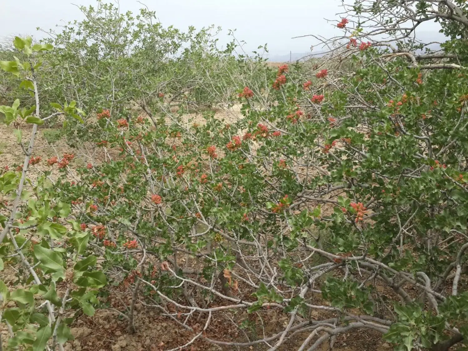 باغ پسته