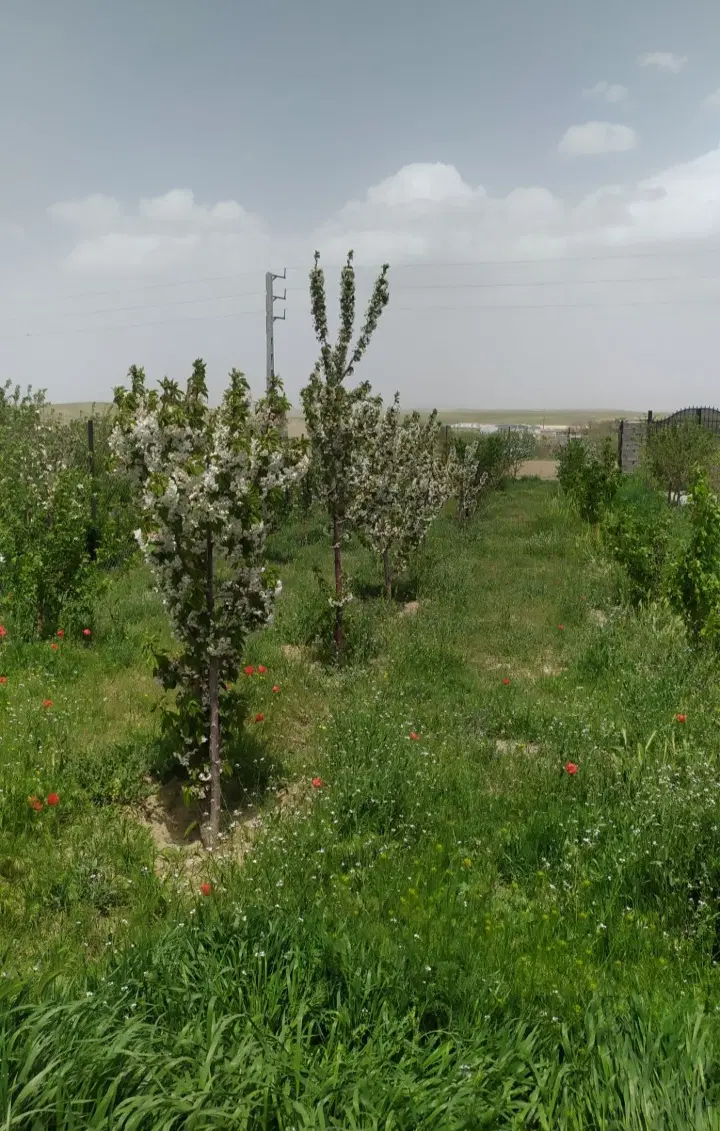 باغ فروشی تفریجان