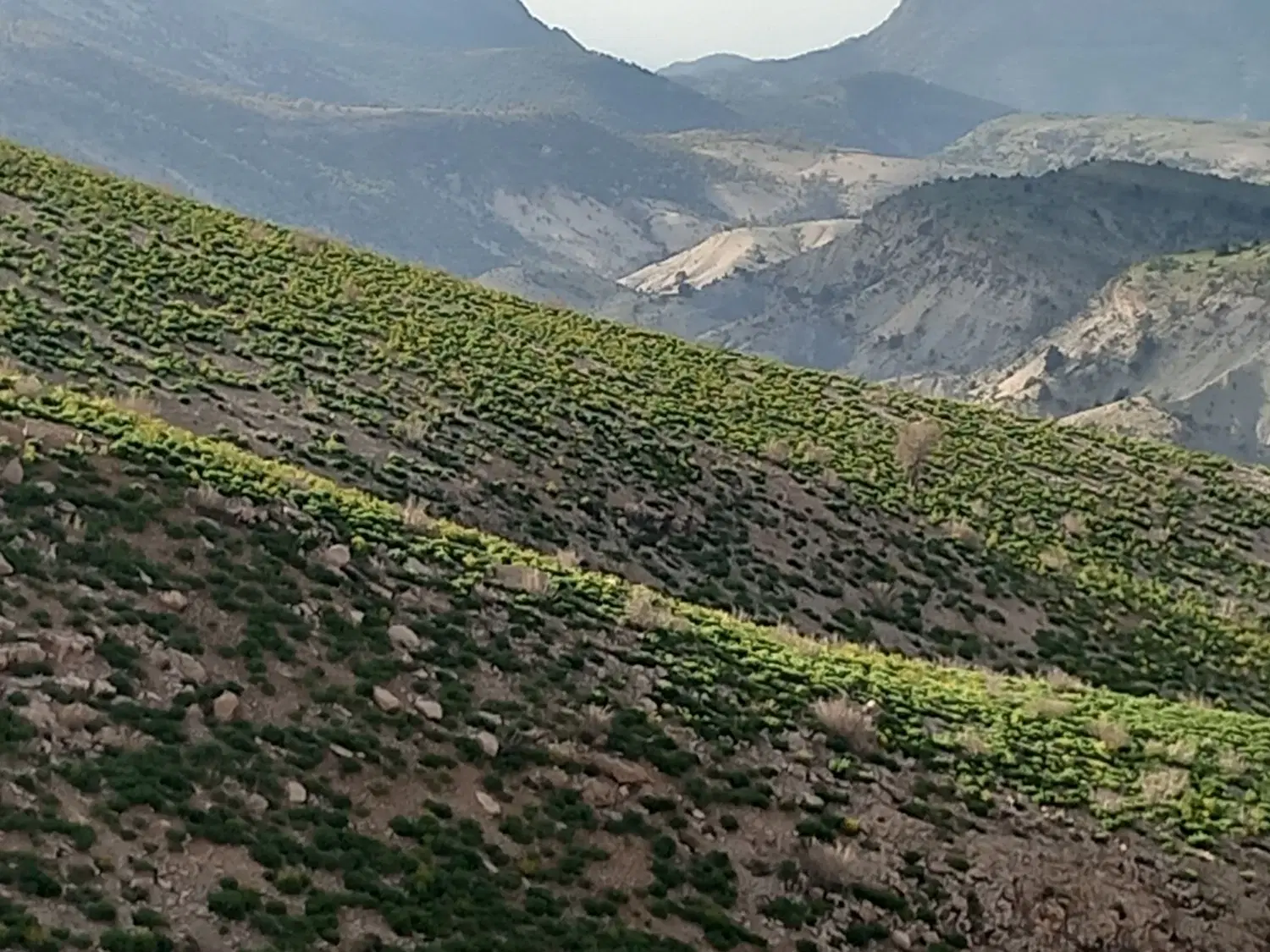 زمین ۵۶۵۶ فرهنگیان زیدون