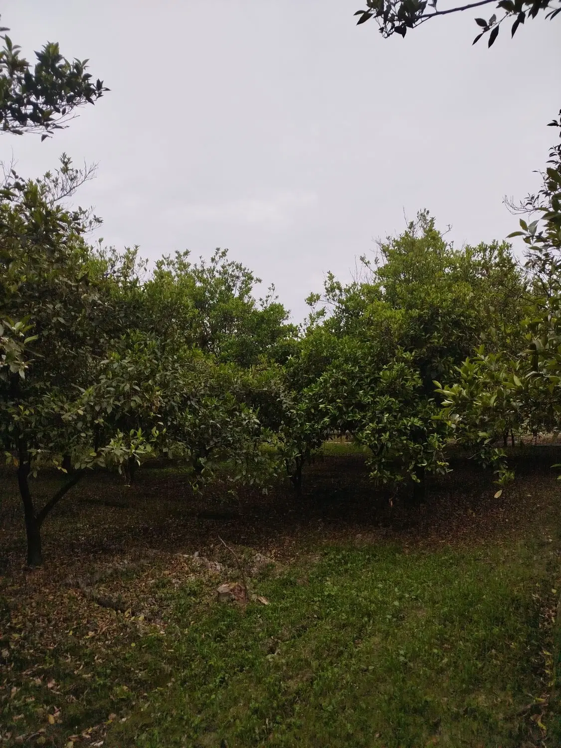 باغ در روستای لیوان