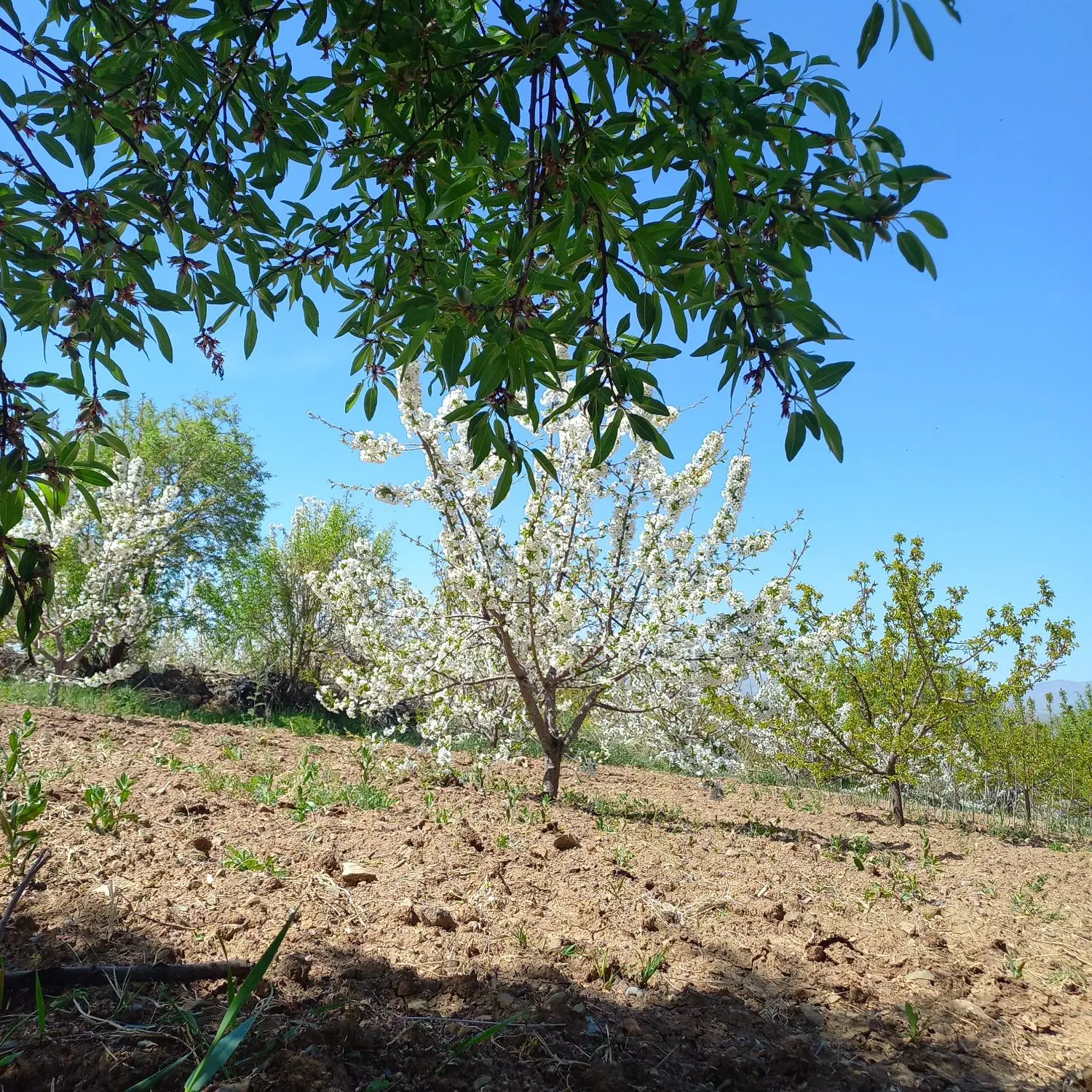 زمین کشاورزی باباریز