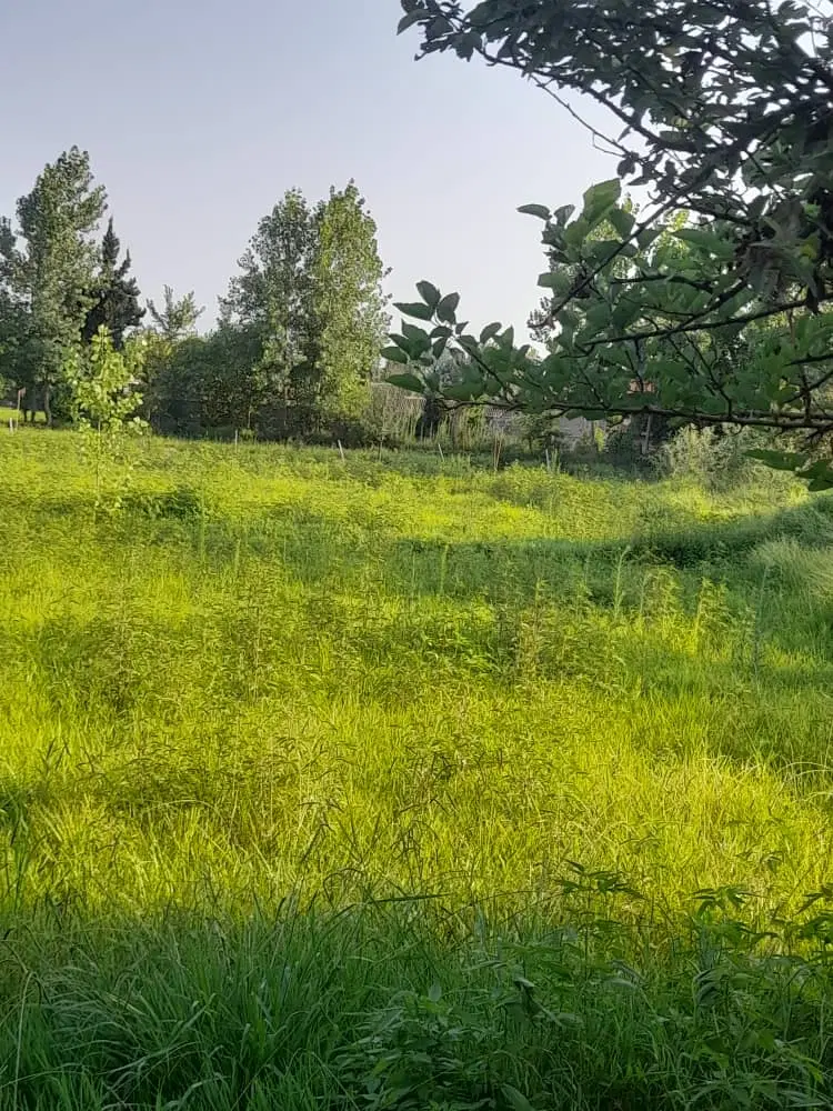 ۲۳۶ متر باغی دور دیوار