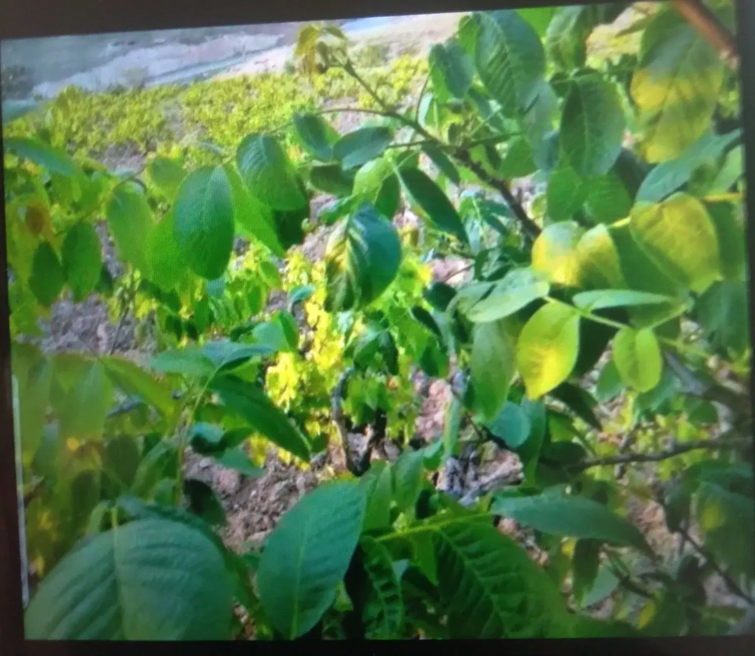 باغ ۸۰۰ متر در روستای طراقی کرد