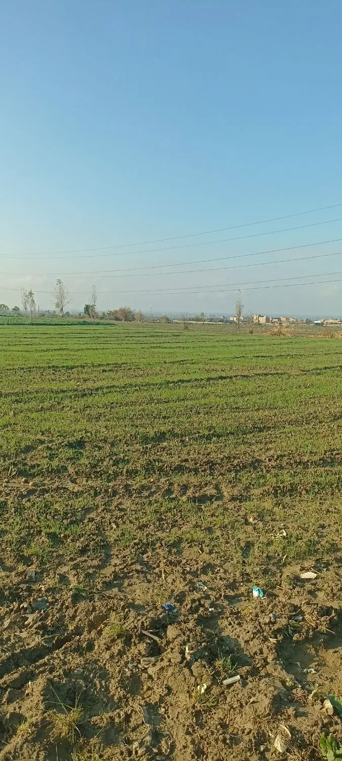 زمین کشاورزی