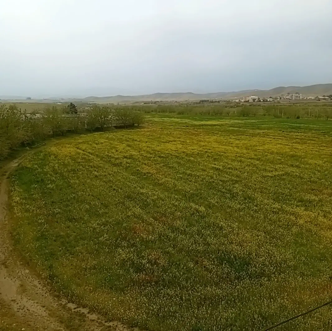 زمین مزروعی واقع در شاندیز