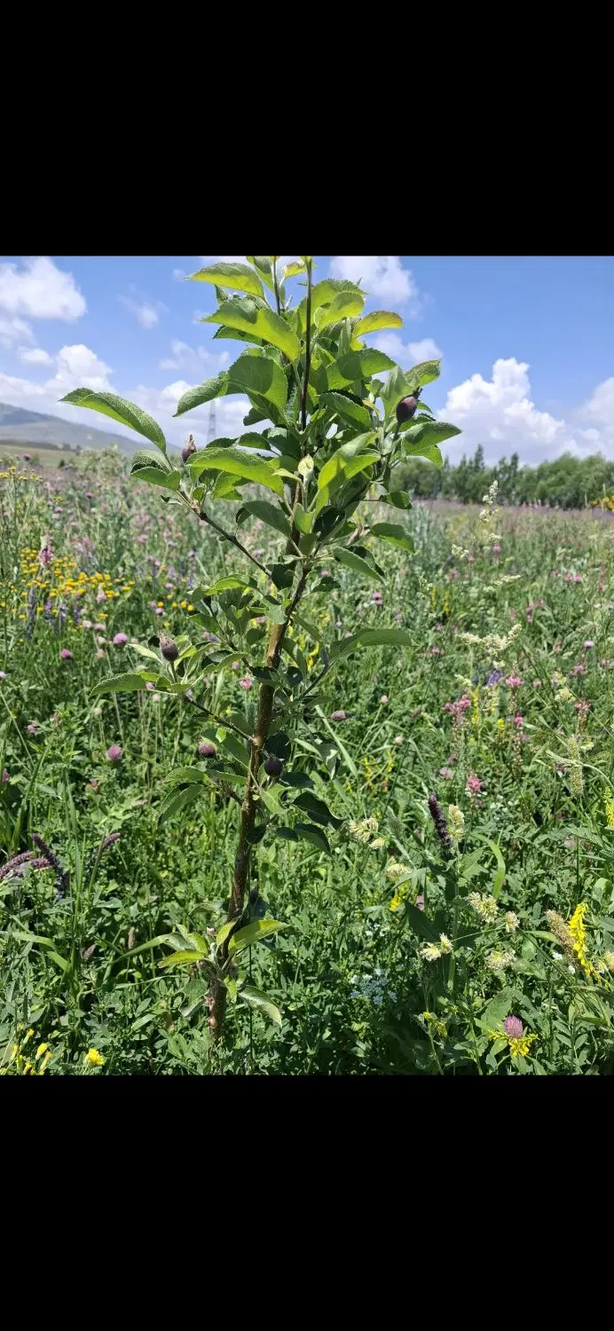 فروش زمین