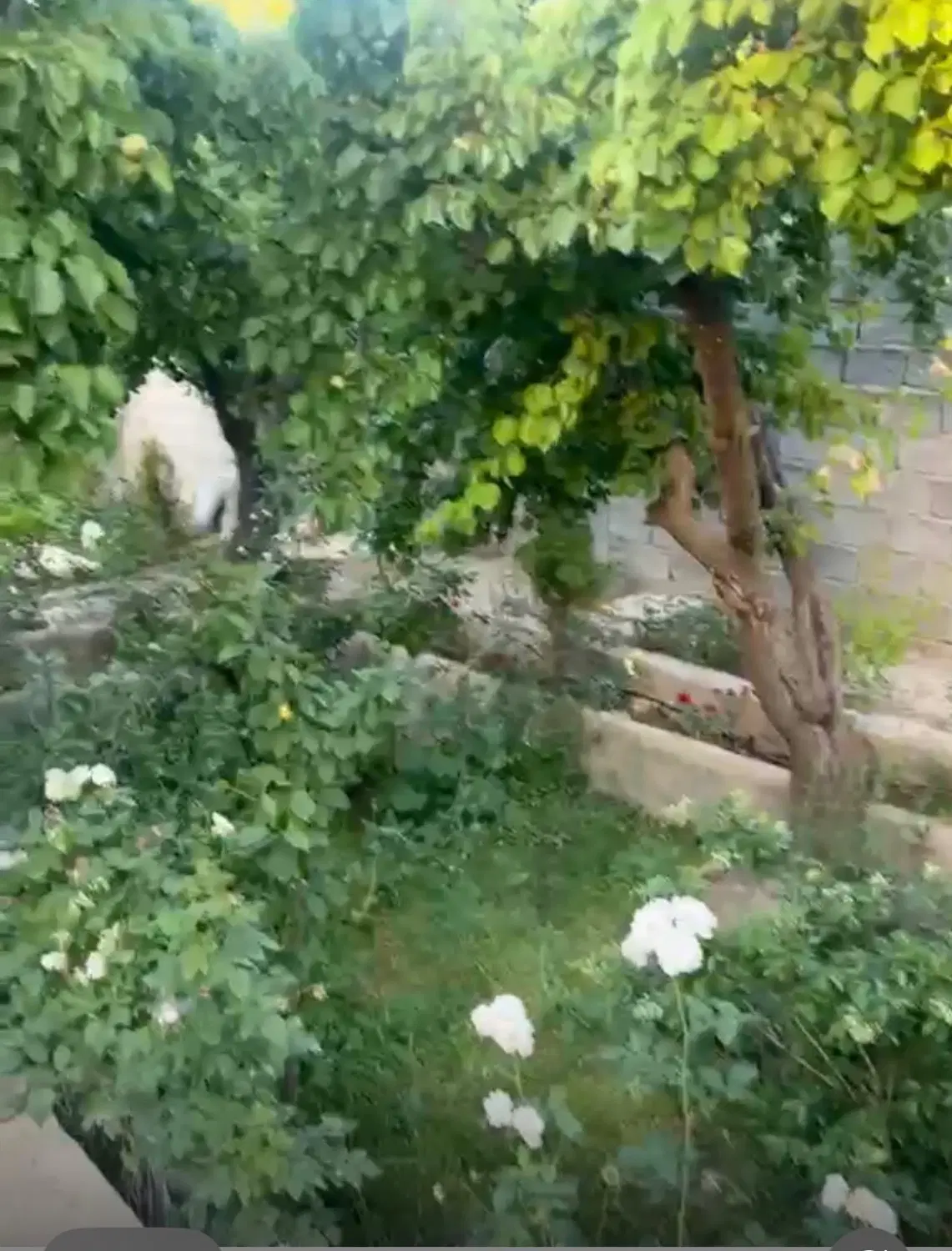 ۱۰۰۰ متر باغ قابل معاوضه