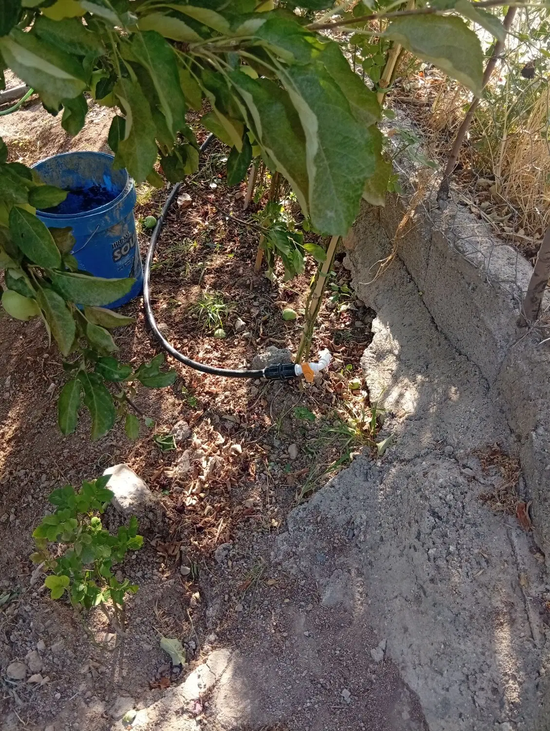 فروش باغچه
