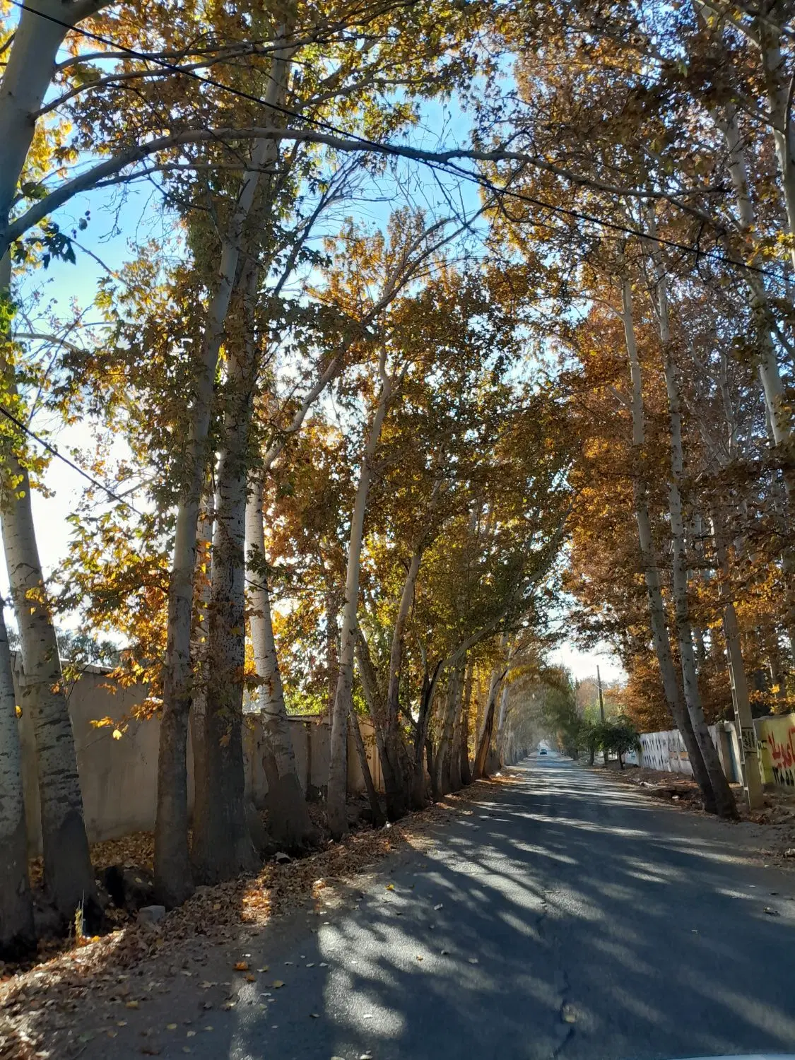720 متر زمین باغی